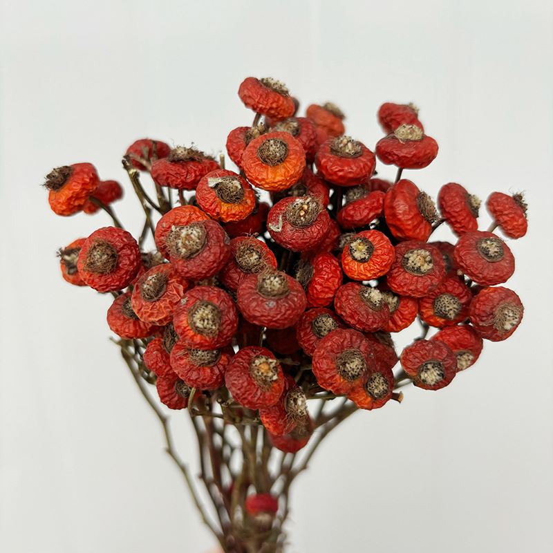 10pcs/Bunch Dried Rose Hip Ber - Dried Flower Bunch 评论和价格