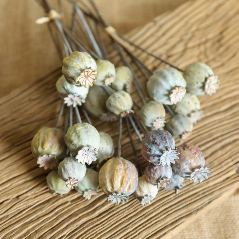 6Heads Poppies Fruit Dried Flo - Dried Flower Bunch 评论和价格