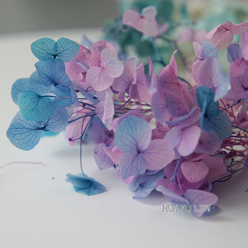 Ombre Gradient Dried Preserved - Dried Flower Bunch 评论和价格
