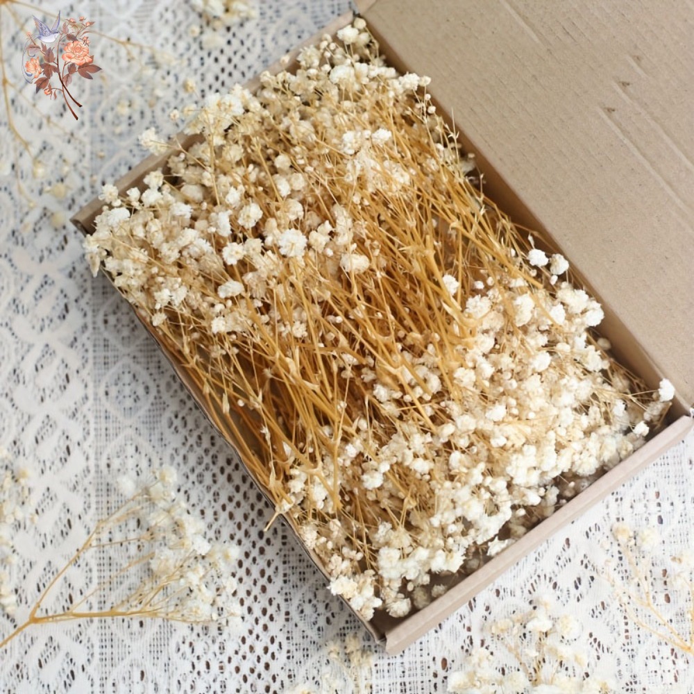100pcs Mini Dried Baby's Breat - Dried Flower Bunch 评论和价格